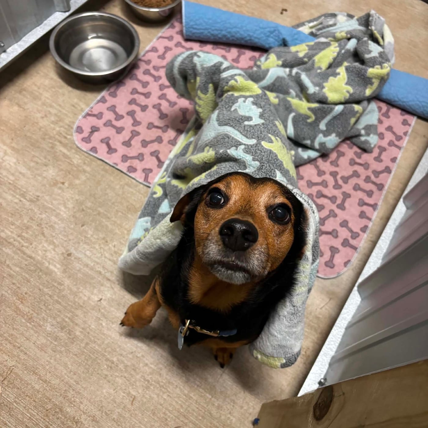 A senior beagle mix looking up, wrapped in a dinosaur-print blanket beside its bowls.