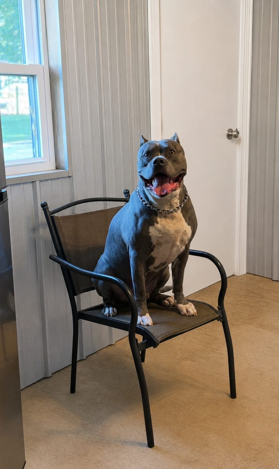 A gray-blue bully breed dog sitting tall on a patio chair indoors, tongue out.