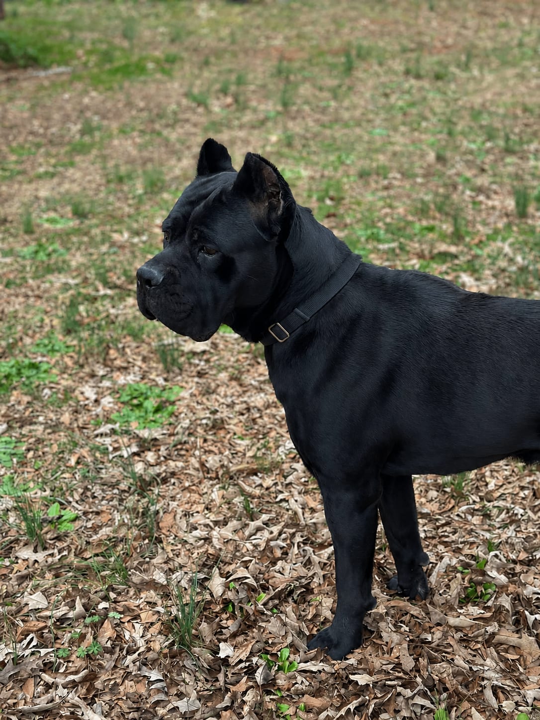 A black cane corso standing among fallen leaves out on the pasture.