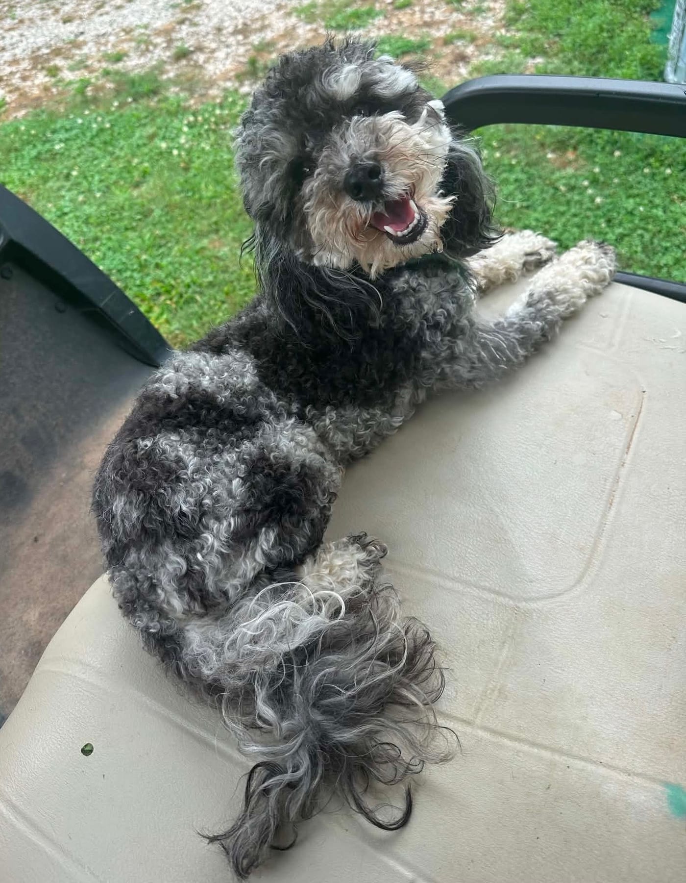 A black-and-gray curly-coated dog reclining on the seat of the farm cart.
