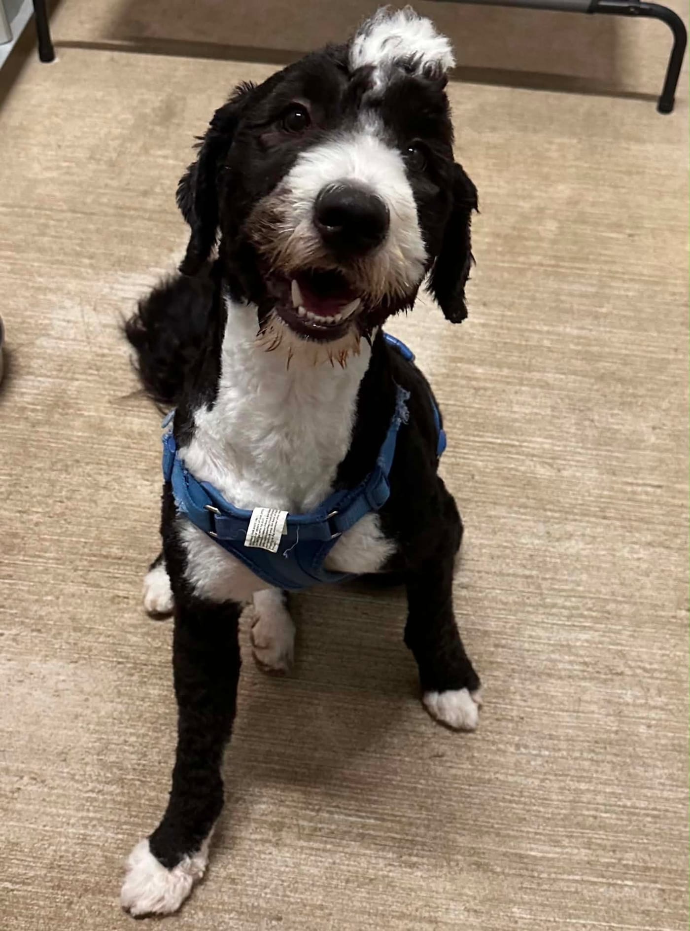 A black-and-white doodle puppy in a blue harness, sitting and grinning at the camera.