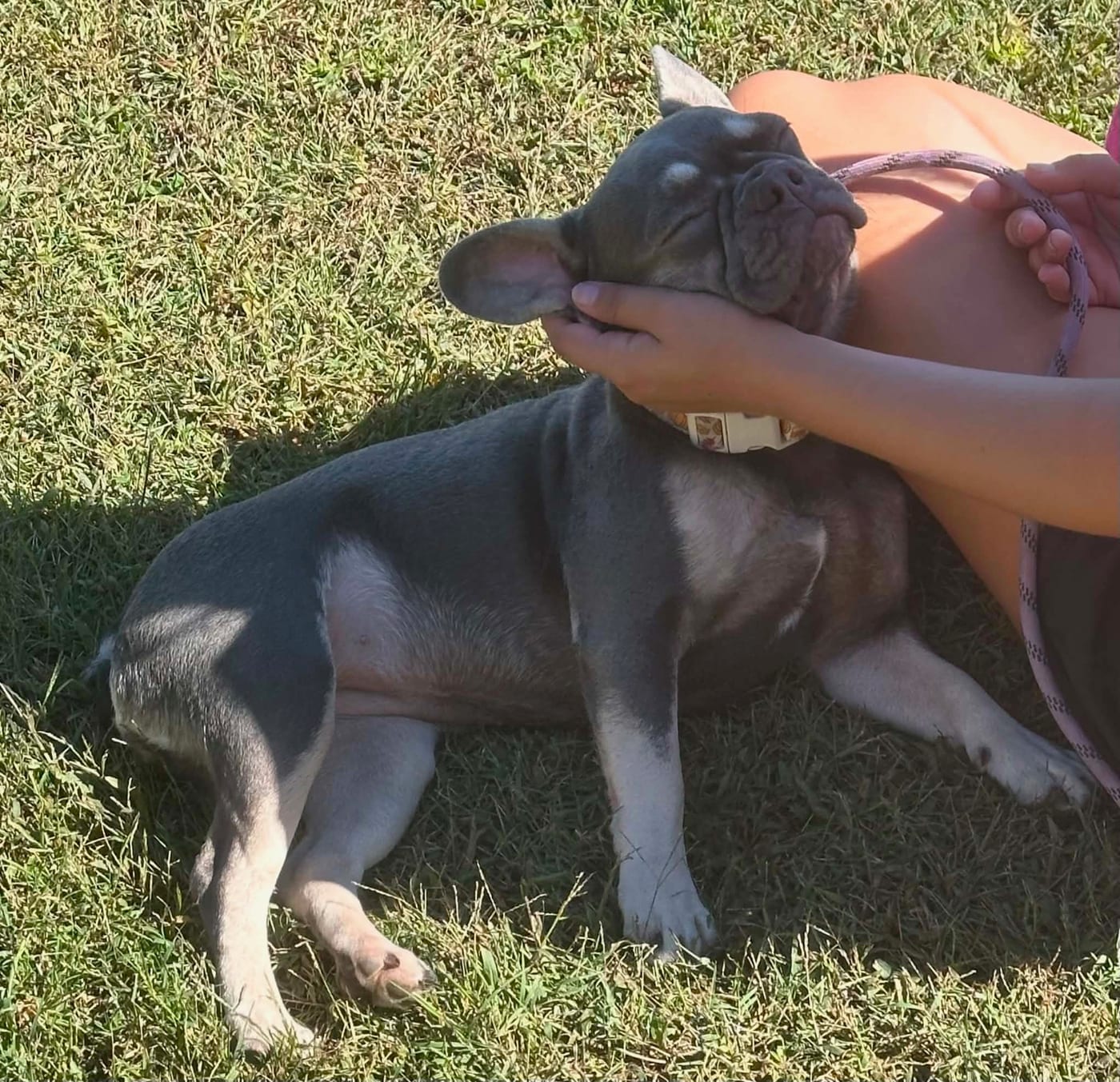 A French bulldog lying in the grass, eyes closed, leaning into ear scratches.