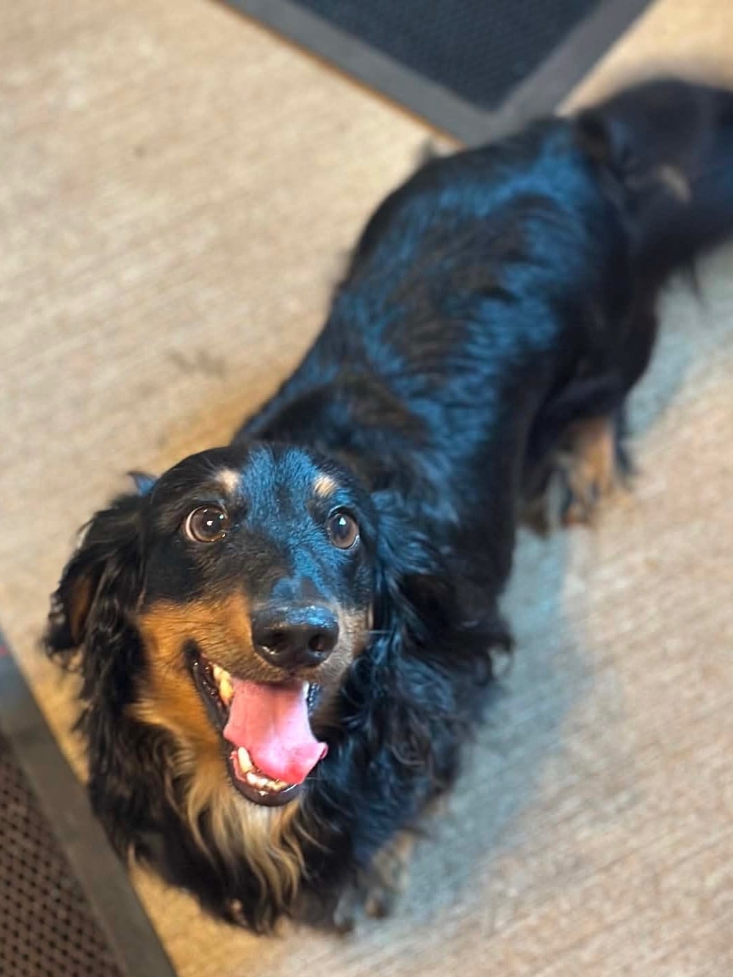 A small black-and-tan long-haired dog smiling up at the camera.