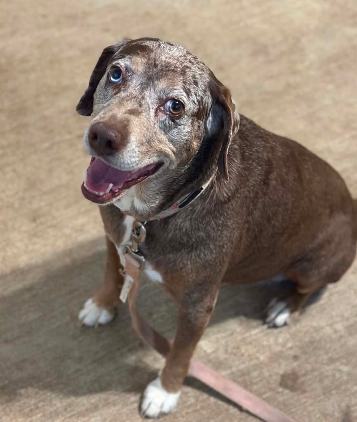 A brown merle dog with mismatched eyes sitting indoors and smiling up at the camera.