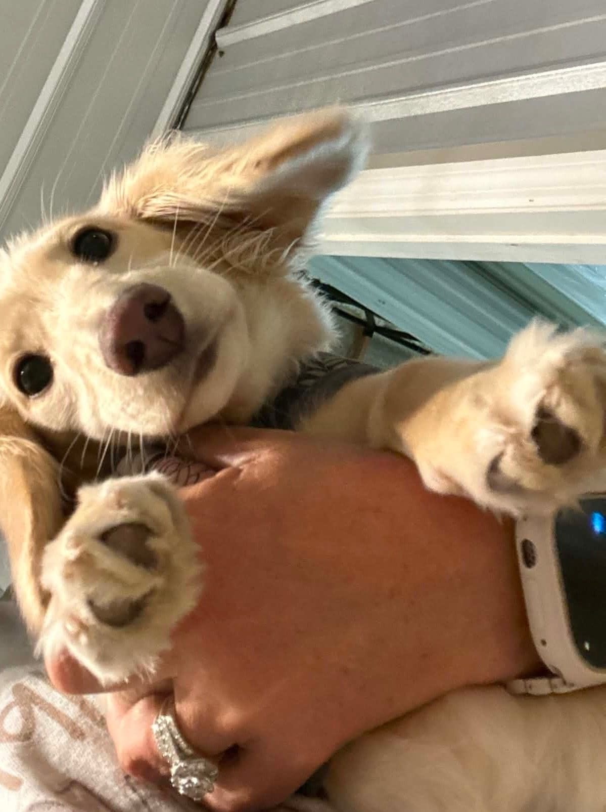 A cream puppy resting its paws on a person's hand and looking into the camera.
