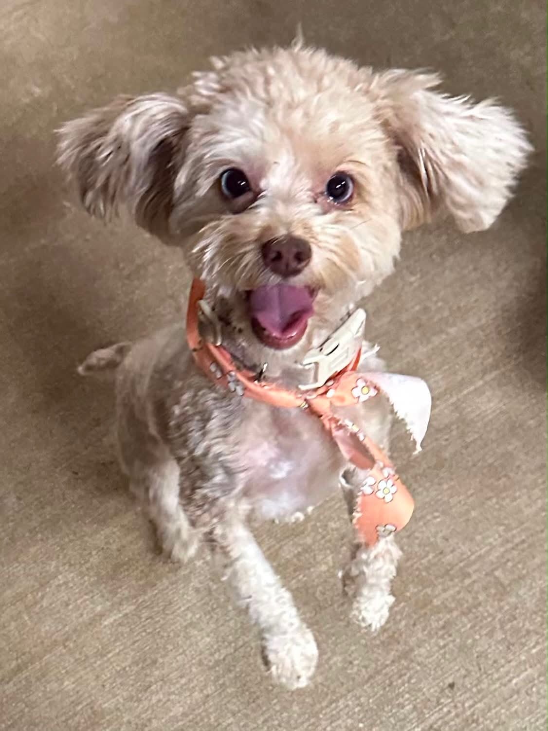 A small cream poodle mix in a peach floral bandana, mouth open in a happy pant.