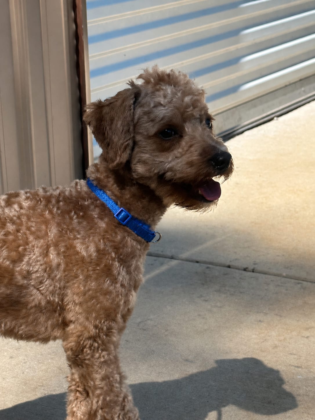 An apricot mini doodle in a blue collar standing in the sun by the barn's roller door.