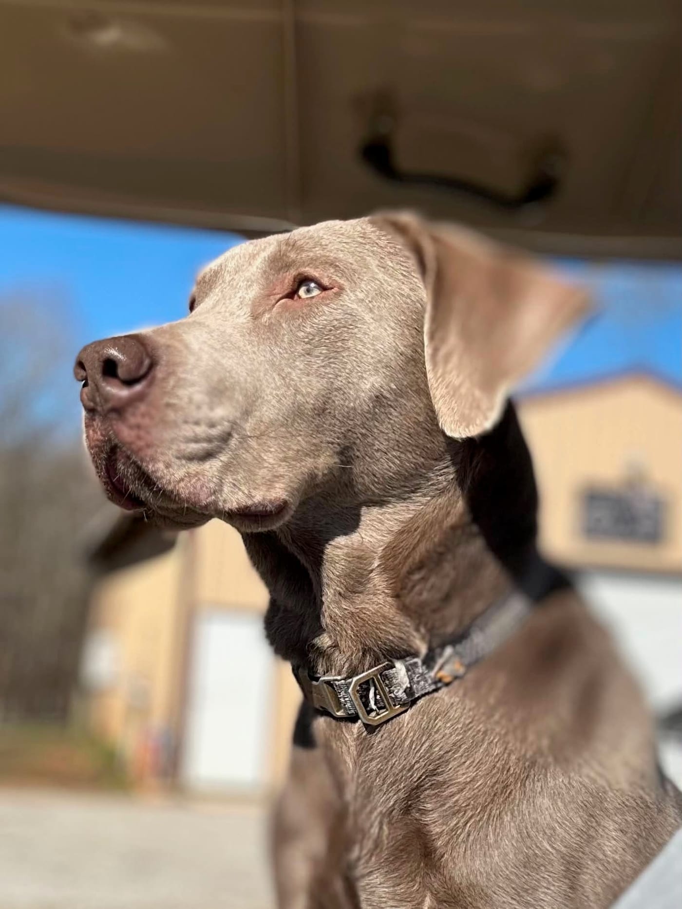 A silver-gray dog in a collar sitting in sunlight with the barn softly blurred behind.