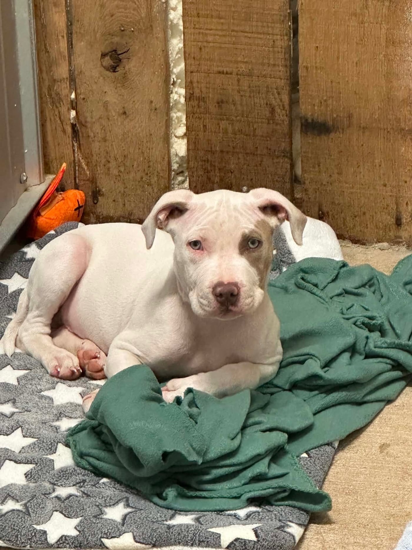 A white puppy with a gray eye patch resting on green and star-print blankets.