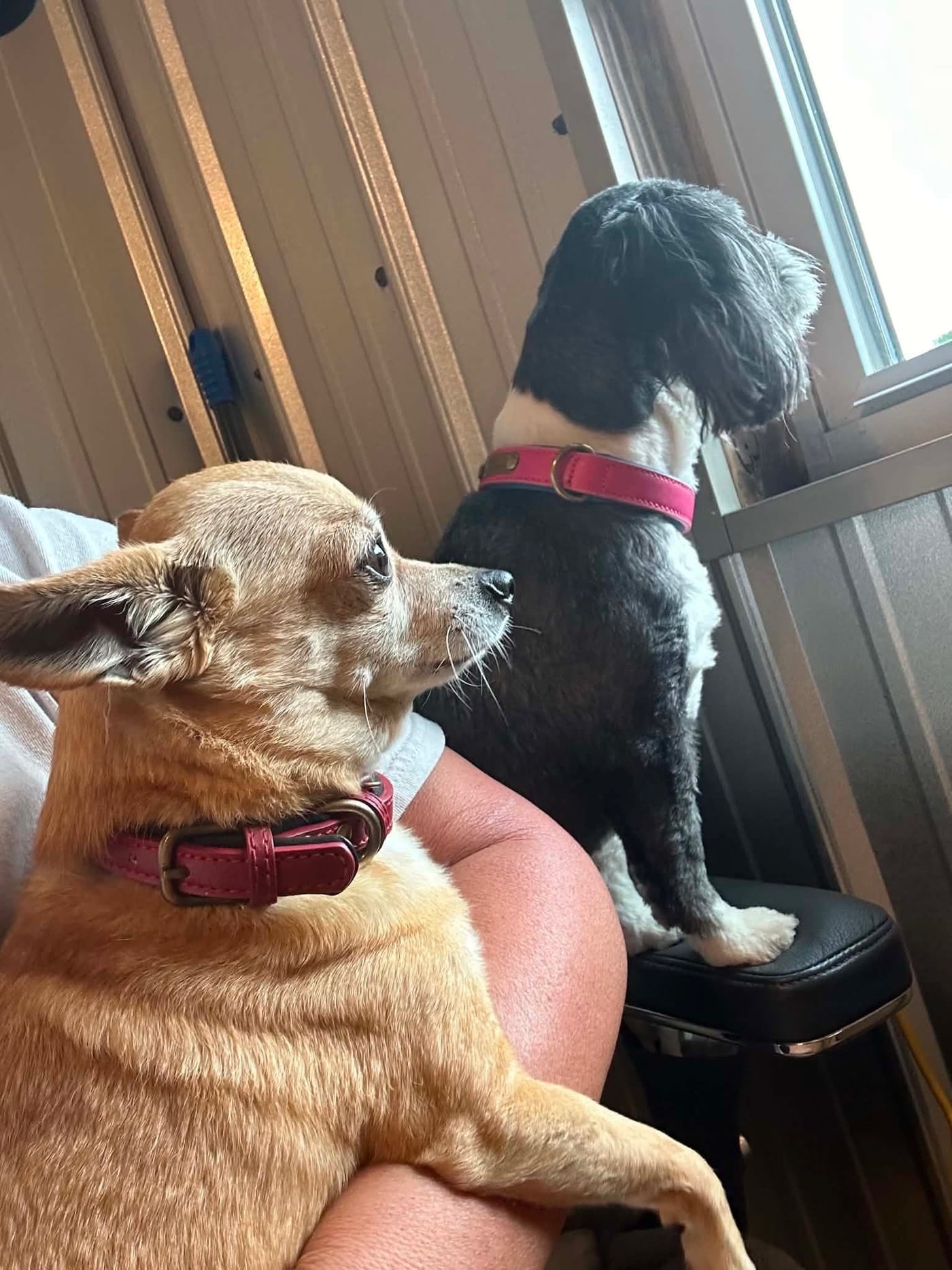 A small tan dog rests on a person's arm while a black-and-white dog stands at the barn window.